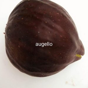 AUGELLO-