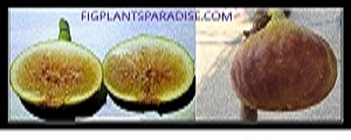 figplantsparadise.com